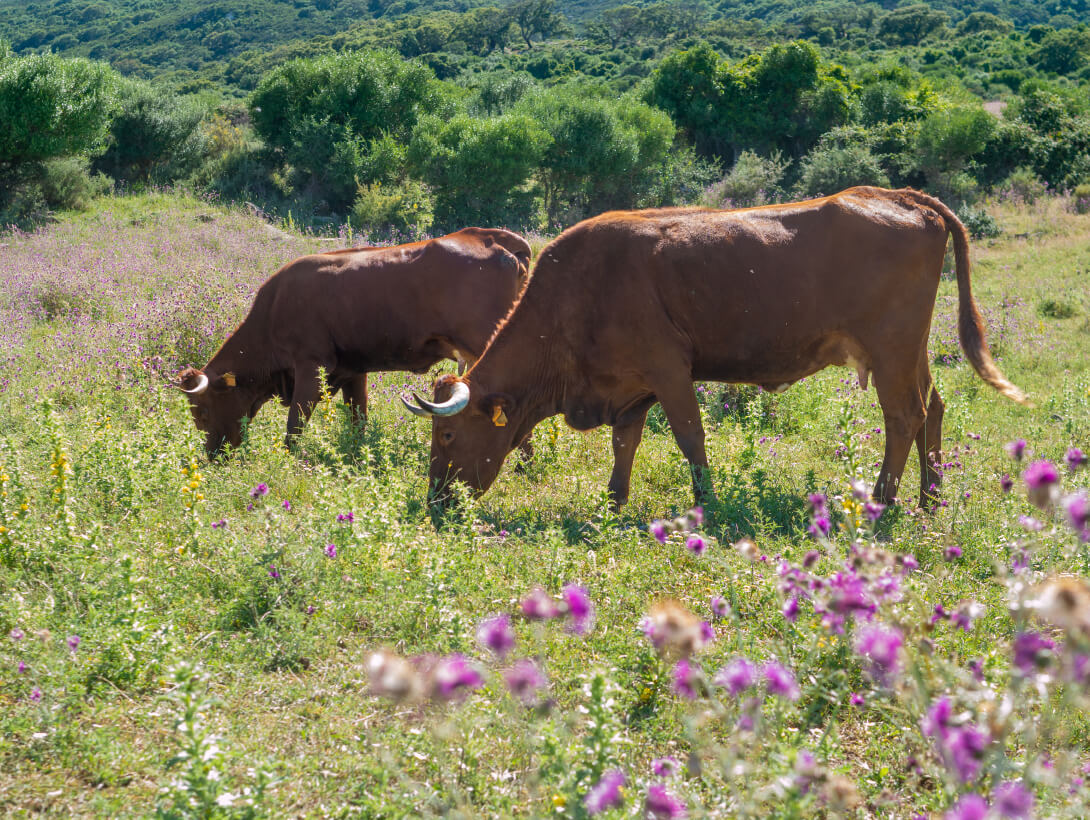Ampliar fotografía de vacas en el campo