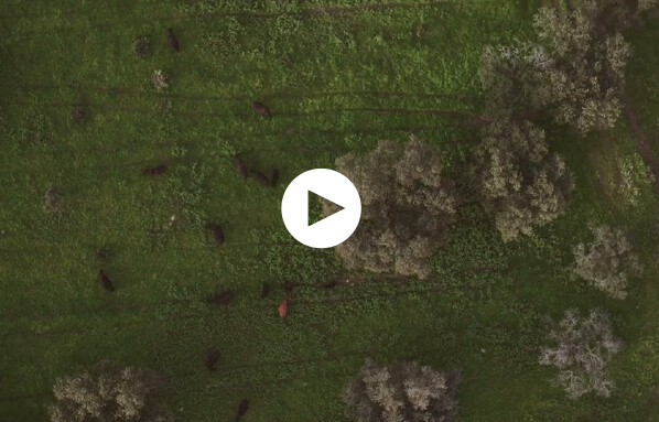 Ver video 1